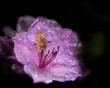 Rhododendron flower with water droplets
