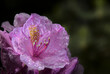 Rhododendron flower with water droplets