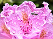 The Ant on the rhododendron flower with water droplets