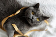 © Westend61 - Portrait of grey cat lying on white blanket with ribbon