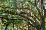 Fototapeta  - Florida-Tropical Garden With Palms and Living Oak covered in Spanish Moss