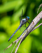 Blue Green Dragonfly On A Branch