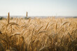 © Angie Roe/Austockphoto - Ripe wheat crop in head ready for harvest in the Wheatbelt of Western Australia