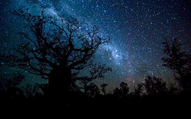 Very large Boab Tree silhouetted against night sky with Milky Way