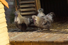 The Long Haired Chickens Are On A Farm That Lives In A Wooden House.