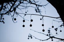 Silhouette Of Seed Pods Hanging From A Plane Tree