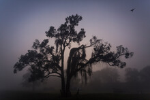 A Tree In Early Morning Fog