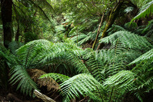 Tree Ferns On Forest Floor