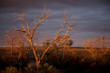 Stormy, Overcast Day In The Outback With Trees