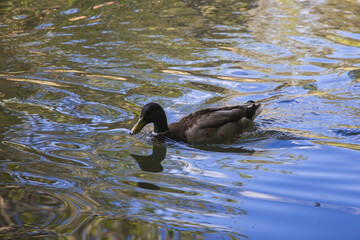 Wall Mural - duck in the water