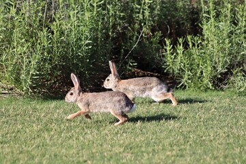 Wall Mural - Rabbits on the Run