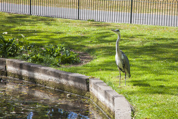 Wall Mural - great blue heron