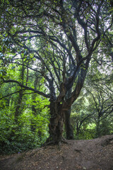 Wall Mural - trees in the irish forest