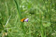  Motyl karłątek leśny Thymelicus sylvestris odpoczywa na fioletowym kwiecie dzwonka, w tle łąka i trawy