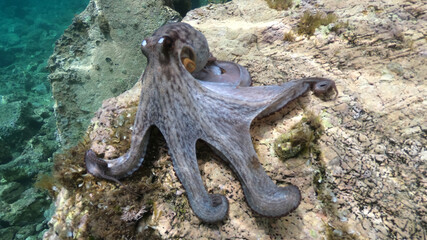 Wall Mural - Underwater photo of small octopus sitting on top of tropical coral reef