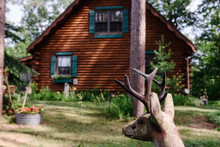 Deer Statue By A Cabin