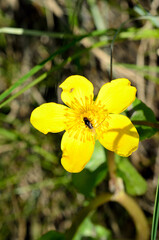 Wall Mural - flie on buttercup flower in summer macro photo