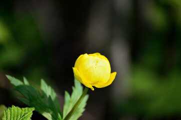 Wall Mural - globeflower in summer sunlight