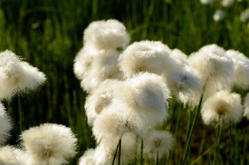 Wall Mural - cottongrass