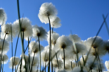 Wall Mural - cottongrass on blue summer sky