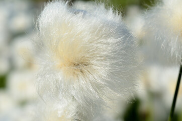 Wall Mural - white fluffy cottongrass in summer macro