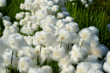 Wall Mural - cottongrass field in the summer sun