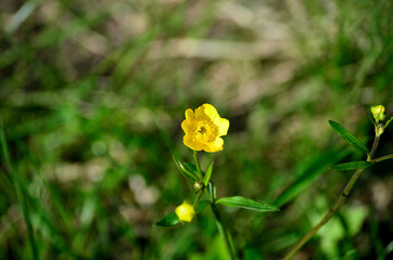 Wall Mural - buttercup in summer sunlight