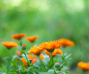 calendula flowers on the nature green background