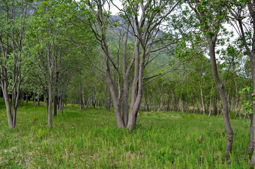 maintained forest and field patch in summer