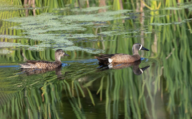 blue winged teal