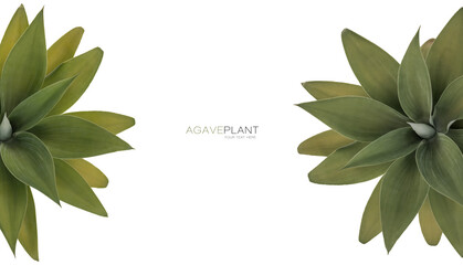 Fresh leaves of Foxtail Agave forming side borders. Top view isolated on white