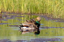 Duck. Mallard On The Small Lake.