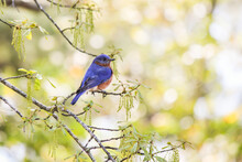 Male American Bluebird In Early Spring Perched On An Oak Tree Branch.  Copy Space