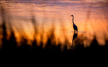 Tall Bird Standing Up In Water With Sunset Color Tones