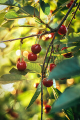 Canvas Print - Sunny evening and ripening red cherry orchard