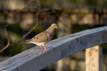 Canvas Print - The mourning dove. The bird is also known as the American mourning dove or the rain dove, Carolina pigeon or Carolina turtledove.