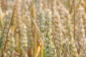 field grain cereals village rural plants