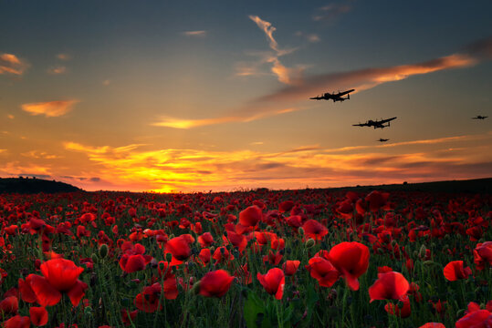 lest we forget, poppy field with ww11 planes flying across as the sun goes down. remembrance day, an