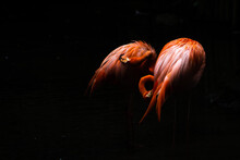 Flamingos In The Dark
