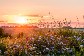 Wall Mural - Beautiful wildflowers on a green meadow. Warm summer evening