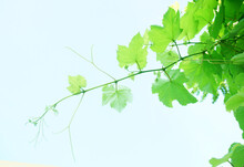 Green Vine Leaves And Branches Of A Tree  With Sky Background.   
