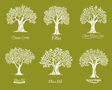 Olive Trees Farm Icons Vector Set. Agriculure Industry. Trees With Various Shape Crown, Leaves On Brunches And Crack In Trunk Bark. Extra Virgin, Olive Oil Label, Farm Garden Tree Icon With Lettering