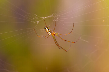 spider on web