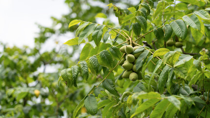 Green walnuts on a tree