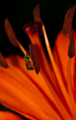 Macro Photo of a Jewel Wasp on a Tiger Lily in the Garden