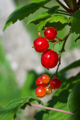 Wall Mural - Bush with a sprig of redcurrant berries in the garden.