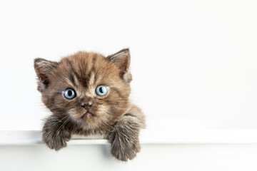 Cat baby tabby Kitten Cute Beautifu on white background