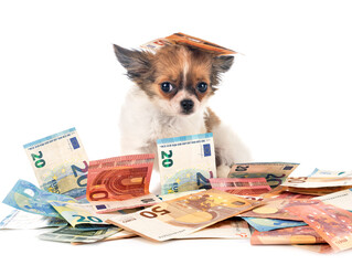 Wall Mural - chihuahua and money