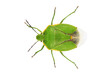 Bug Green stink bug Chinavia hilaris