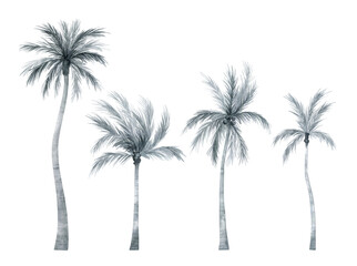 Watercolor palm tree in black and white color isolated on white background. Coconut tree in gently silver color. Vintage illustration elements. Floral jungle.